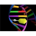 Gene Synthesis And Subcloning Services -  Customer Designed (GSS-CD)